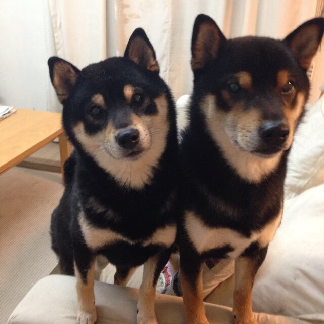 乔纳·隆戈的橄榄球生涯：永远被铭记的超凡表现，乔伯罗橄榄球