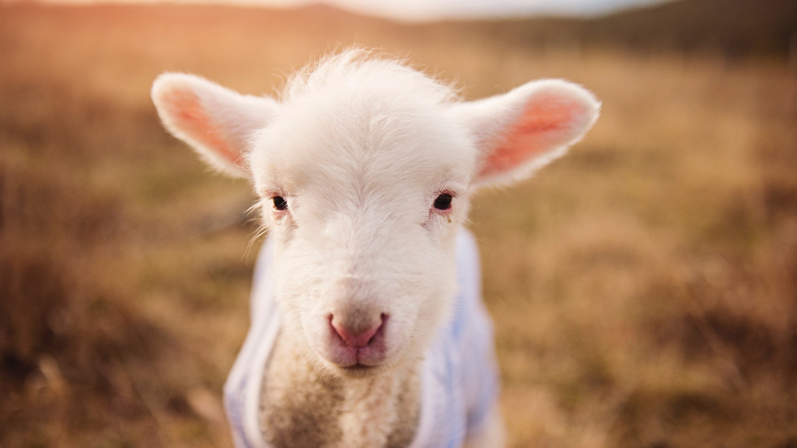 CBA球队实施科学恢复管理减少伤病率,cba恢复主客场了吗